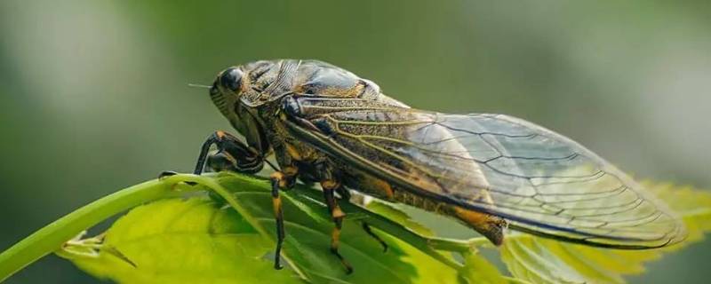 昆虫记蝉的外形 昆虫记蝉的外形和生活特征概括