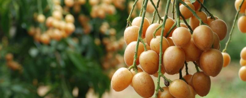 黄皮是啥 黄皮是啥味道