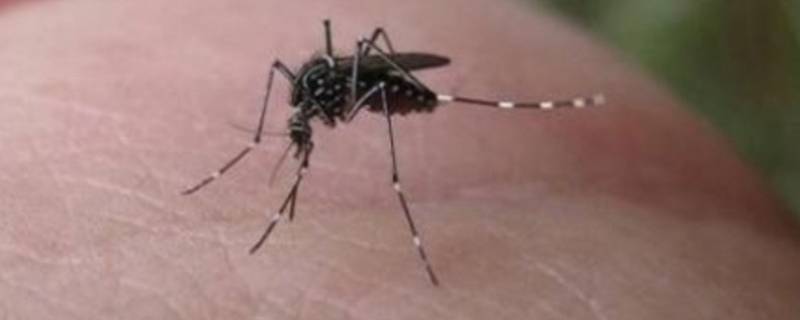 蚊子消失了对生物链有什么影响 蚊子消失了对生物链有什么影响吗