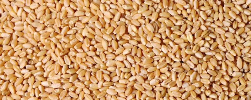 小麦蛋白质含量是多少（小麦蛋白质含量是多少算合格）
