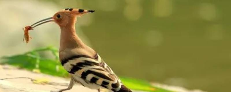 戴胜鸟和啄木鸟区别 啄木鸟和戴胜鸟是同一种鸟吗
