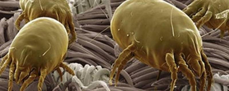 螨虫什么样子（狗身上螨虫什么样子）