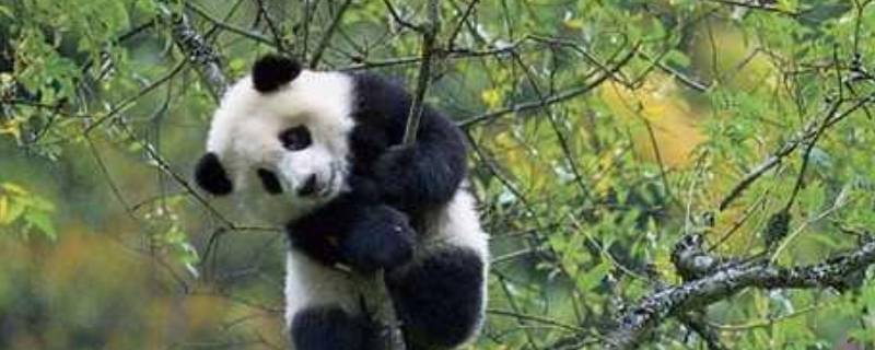 大熊猫的寿命一般是多少 大熊猫的寿命一般是多少?