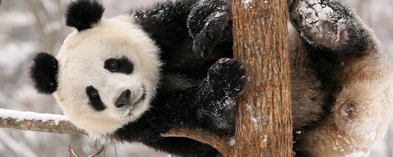 国宝大熊猫的介绍 国宝大熊猫的介绍三年级350字