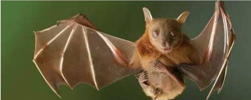 蝙蝠属于哪类动物（蝙蝠属于哺乳动物还是鸟类）