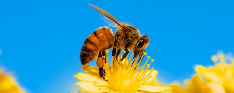 中国常见的蜜蜂有几种（我国蜜蜂种类有三种）