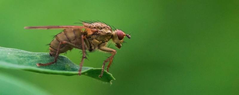 水果皮生的小飞虫怎么消灭 怎么清理水果烂了生的小飞虫