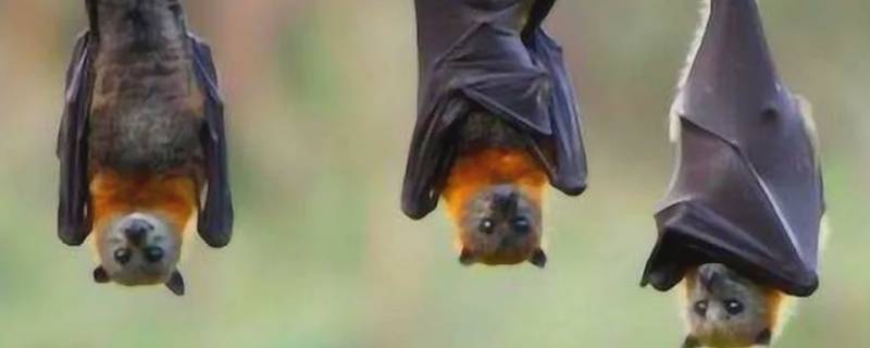 蝙蝠是属于什么类的 蝙蝠是属于什么类的?小型兽类鸟类昆虫类