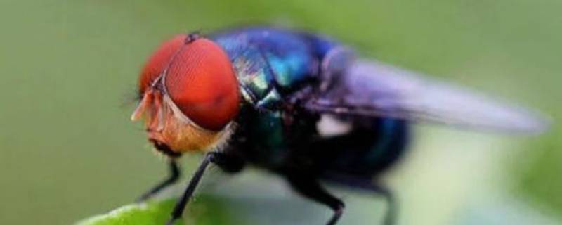 苍蝇如果灭绝会造成什么后果 苍蝇如果灭绝了