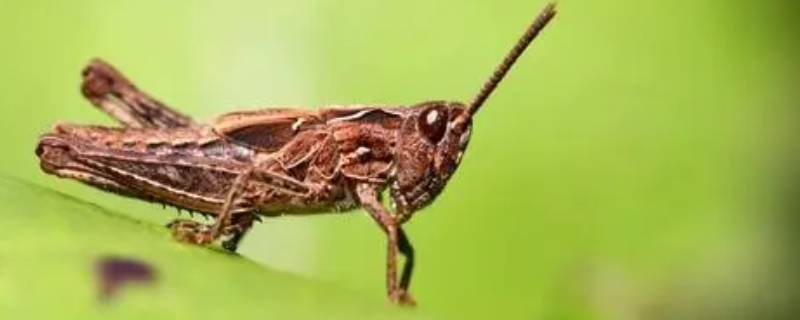 昆虫记蝗虫的特点和生活特征 昆虫记蝗虫的特点和生活特征原文