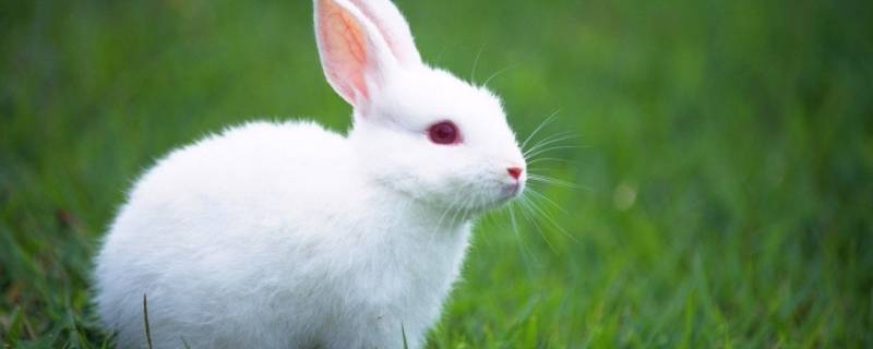 小白兔的简单介绍 小白兔的简单介绍和特点