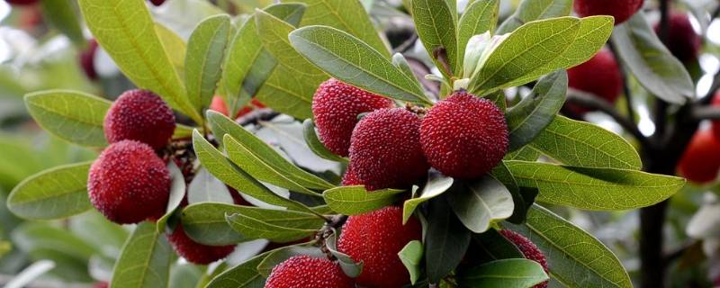 杨梅产自于哪里（杨梅来自哪里产地）