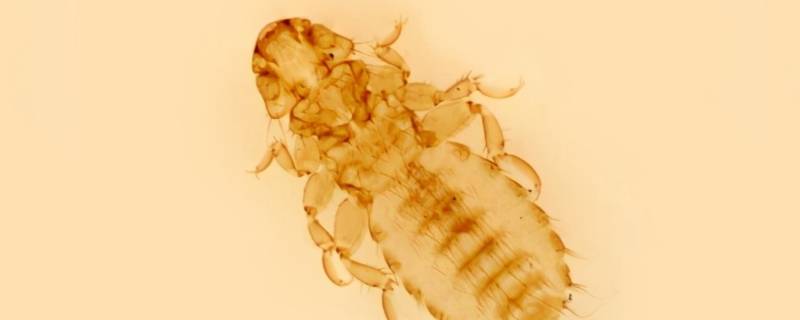 很小很小的棕色虫子是什么东西 有一种棕色的很小很小的虫子
