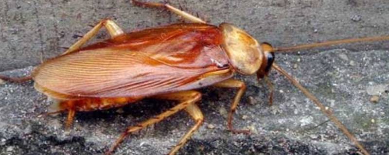蟑螂生活在什么环境下 蟑螂是在什么环境里生的
