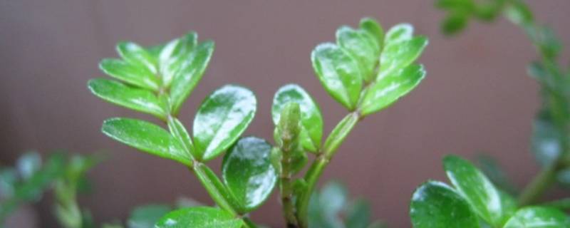 青香木驱蚊吗（清香木驱蚊虫吗）