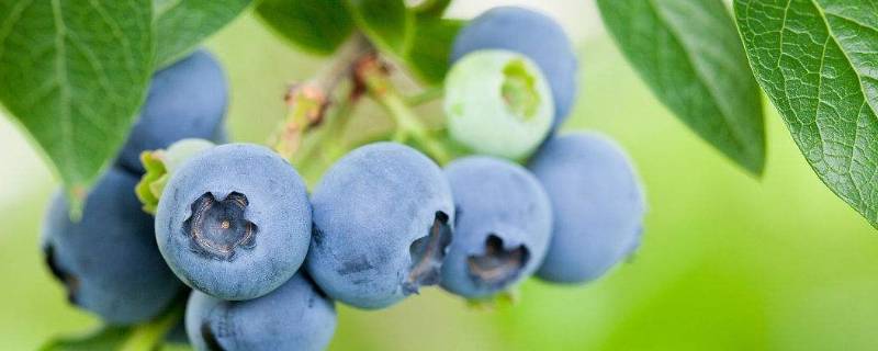 蓝莓可以冷冻保存吗（蓝莓需要冷冻保存吗）
