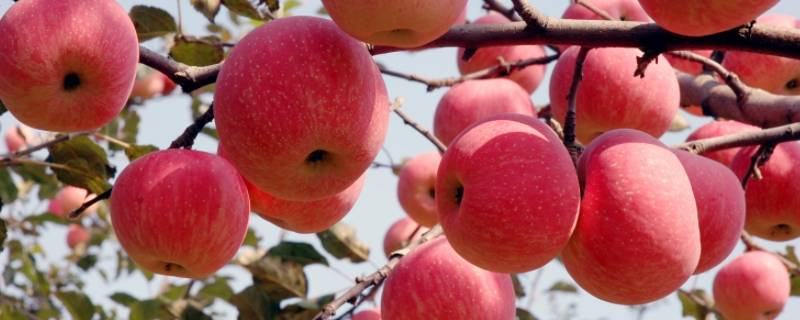 洛川苹果几月份成熟 洛川苹果几月份成熟?