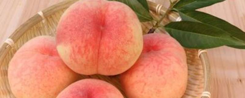 桃子里面有蛆虫是怎么回事 桃子里有蛆是什么原因