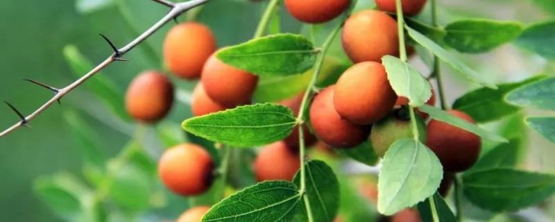 酸枣几月份成熟采摘（酸枣采收时间）