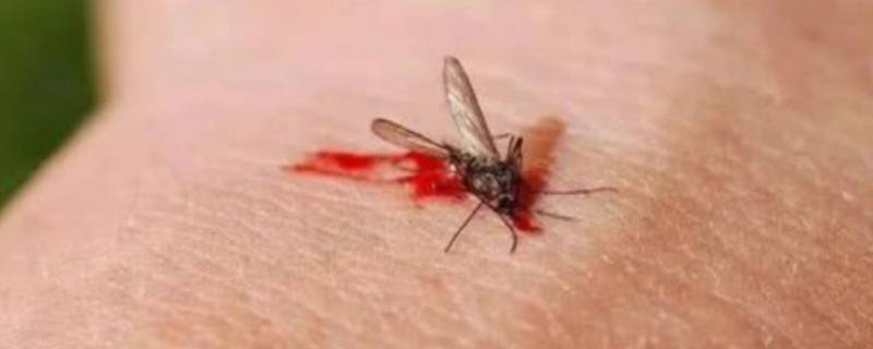 蚊子几天不吸血会死（蚊子一个星期不吸血会死吗）