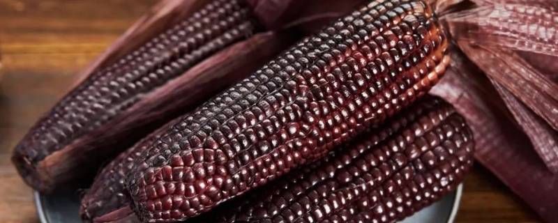 黑玉米里面怎么是黄的 黑玉米米粒里面为什么是黄的