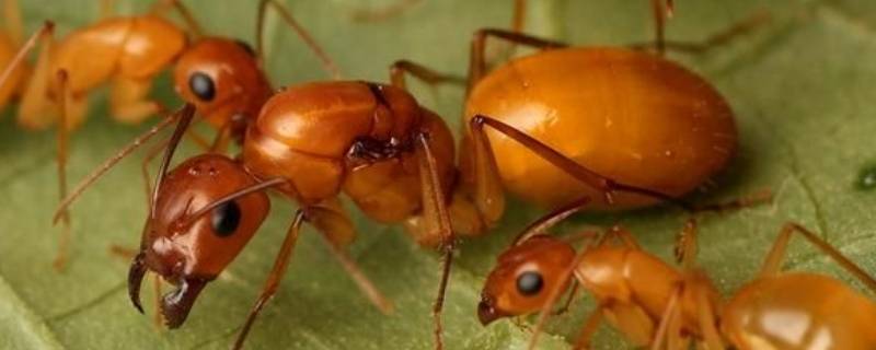 团结合作的小动物有哪些 什么小动物团结合作