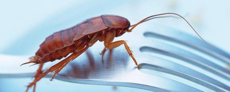 蟑螂闻到杀虫剂会死吗 为什么蟑螂被喷了杀虫剂不会马上死