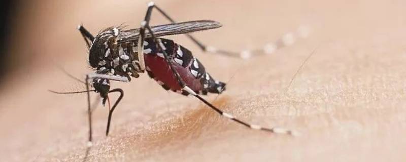 蚊子的生长周期 蚊子的生长周期是多久