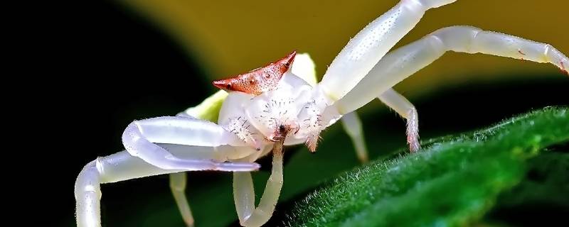 白色的蜘蛛有毒么 白蜘蛛有没有毒?