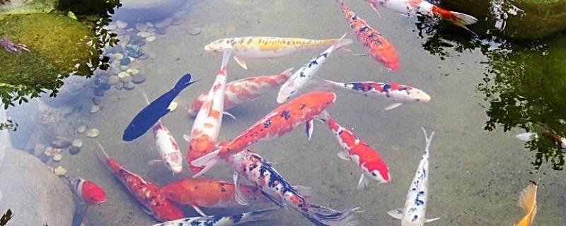 鱼的名称 鱼的名称有哪些