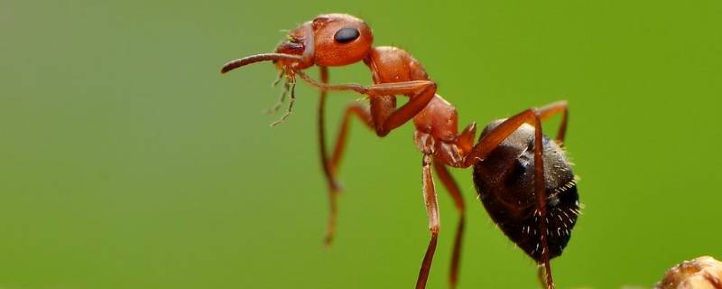 洗手间有蚂蚁不知道源头在哪 洗手间的蚂蚁是哪里来的