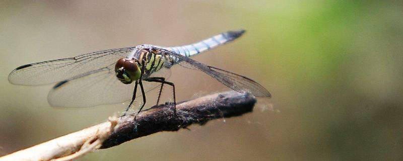 蜻蜓吃苍蝇和蚊子吗 蜻蜓会吃蚊子和苍蝇吗