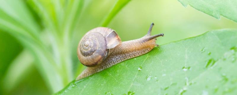 蜗牛寿命（蜗牛寿命最长多少年）