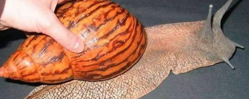 非洲大蜗牛能不能吃 非洲大蜗牛为什么不能吃