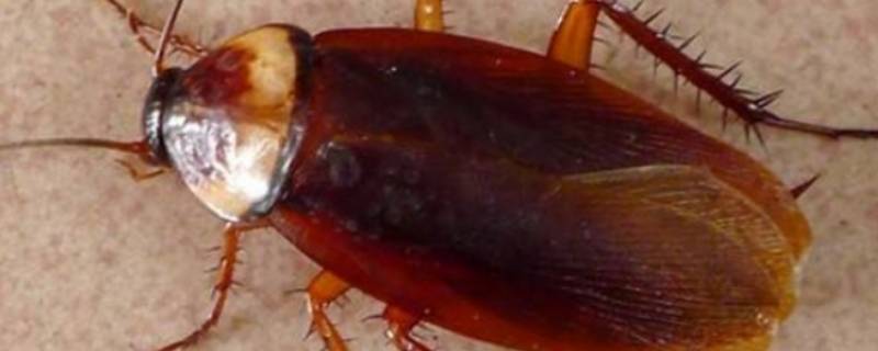 蟑螂生命力有多强大 小蟑螂生命力强吗