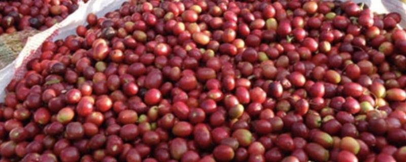 肯尼亚咖啡豆适合做哪种咖啡 肯尼亚咖啡豆适合做哪种咖啡百度百科