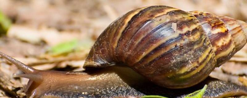 非洲大蜗牛和白玉蜗牛有什么区别（非洲大蜗牛和白玉蜗牛有什么区别呢）