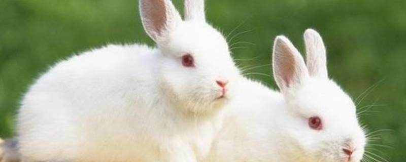 兔子可以吃吗 兔子可以吃馒头吗
