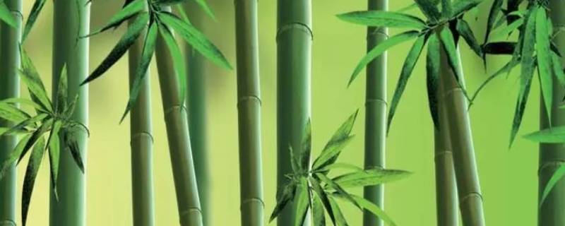 竹子的天敌是什么（竹子的天然植物天敌）