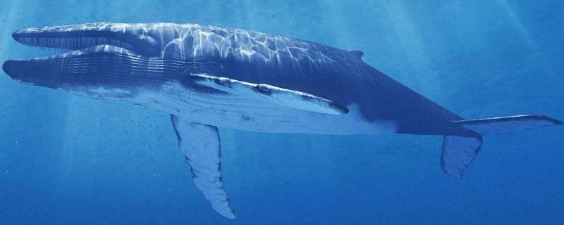比蓝鲸还大的生物 比蓝鲸还大的生物是什么