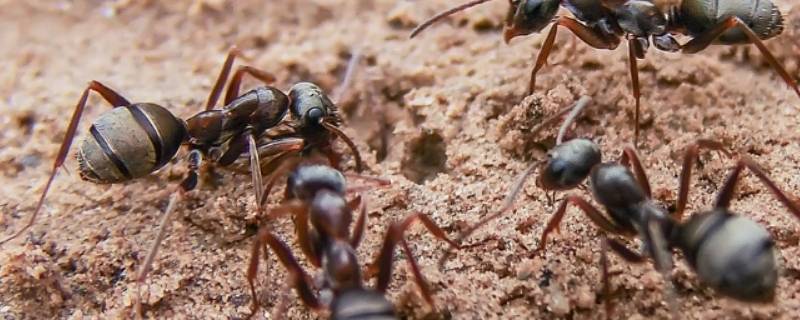 蚂蚁怎么处理死去的同伴（蚂蚁把死去的同伴拖去干嘛?）