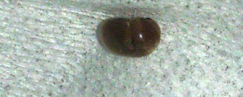 家里有带壳褐色的虫子怎么办 家里怎么会有褐色的带壳虫子