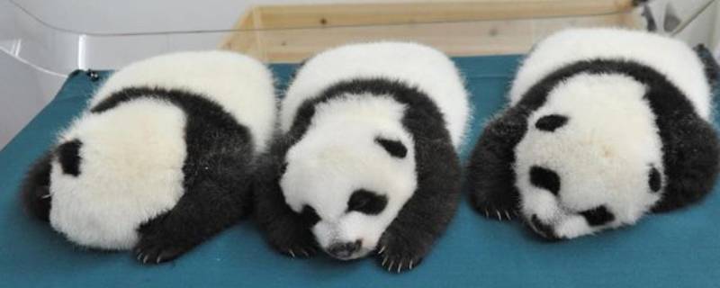 大熊猫冬眠吗（大熊猫冬眠吗百科）