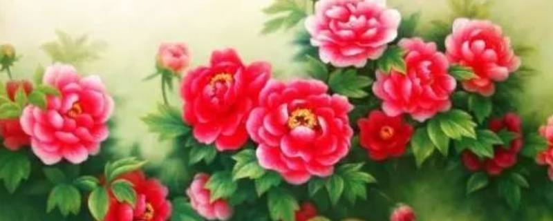 牡丹花吉祥语（牡丹的吉祥话）