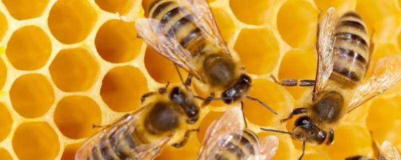 蜂蜡是干什么用的 蜂蜡是干什么用的?