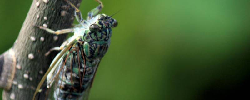 昆虫记中蝉的外形 昆虫记中蝉的外形特点