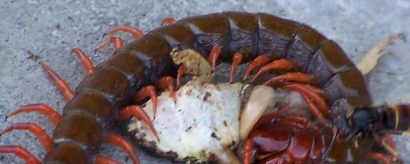 家里发现蜈蚣怎么处理（蜈蚣在家里有怎么办）