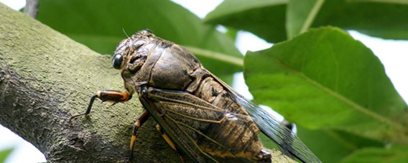 蟪蛄是什么虫子（虫子蝲蝲蛄）