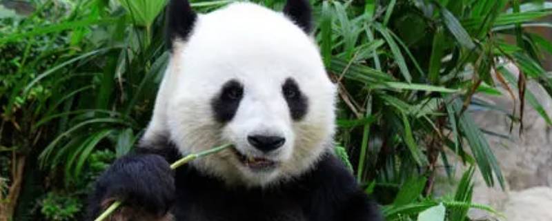 大熊猫吃的竹子叫什么 大熊猫吃的竹子叫什么名字
