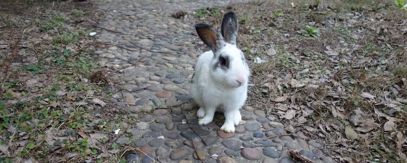 兔子是杂食动物吗（兔子是肉食动物还是杂食）